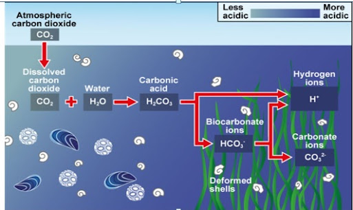 Ocean Acidification Ocean Acidification