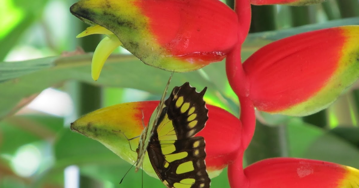 Art is the journey Butterflies of Costa Rica