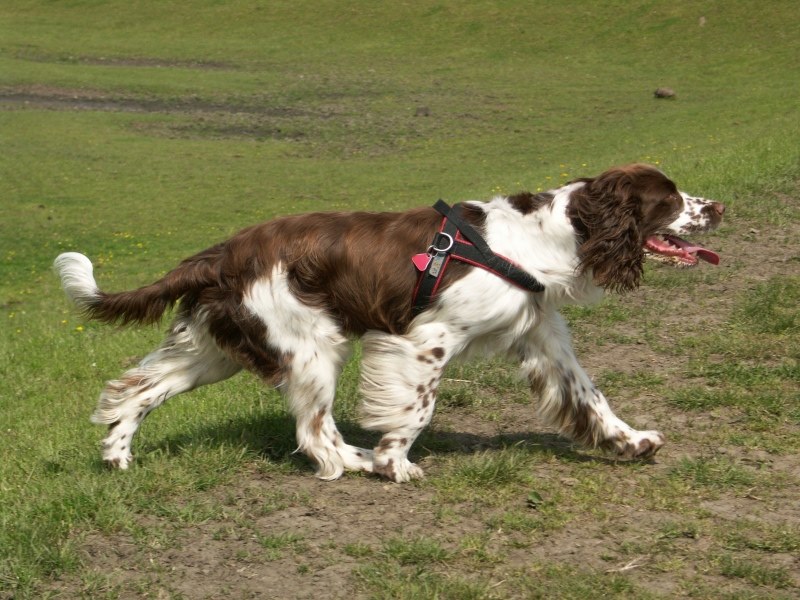 English Springer Spaniel Good Family Dog and Hunting Companion Best