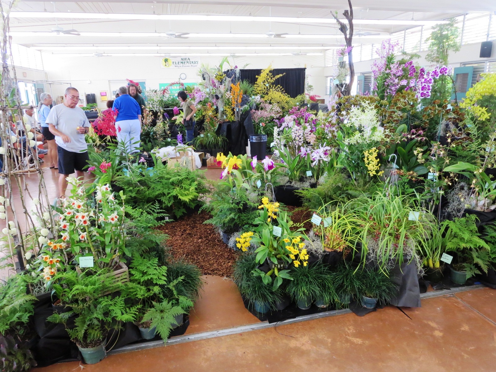 Aiea Orchid Club ｱｲｴｱ蘭の会 2019 06 06 the 38th Annual Aiea Orchid Show