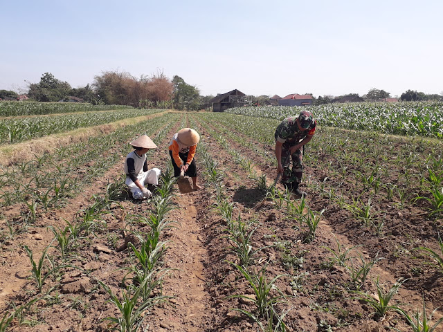 Dangir Jagung Bersama Petanipun Dilakukan Babinsa Tulung