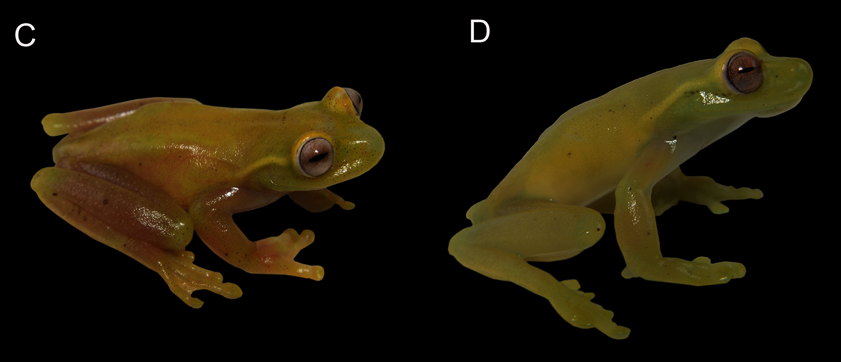 Species New to Science [Herpetology • 2021] Hyloscirtus conscientia