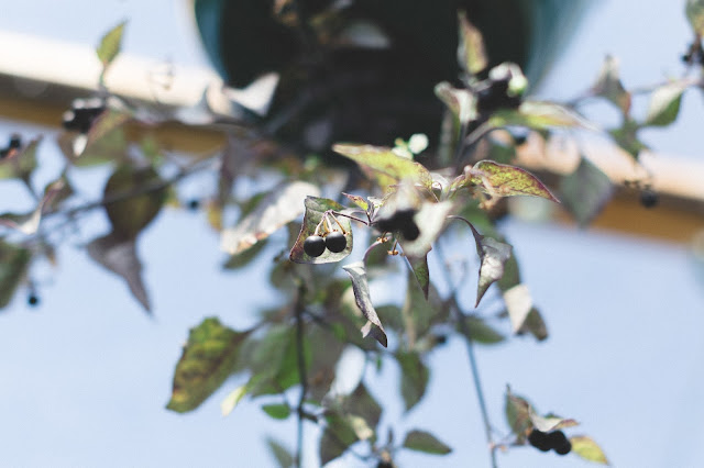 wonderberry plant