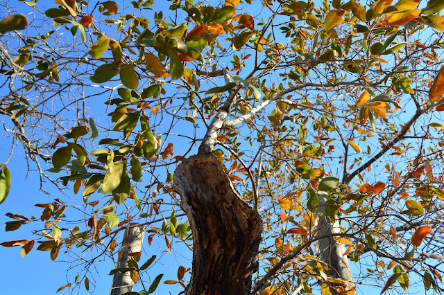 Combretum molle Combretum molle