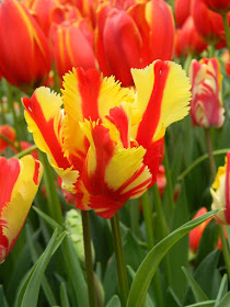 Flaming Parrot Tulip at 2017 Centennial Park Conservatory Spring Flower Show by garden muses-not another Toronto gardening blog
