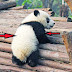 Keunikan Pola Hitam Putih Kulit Panda