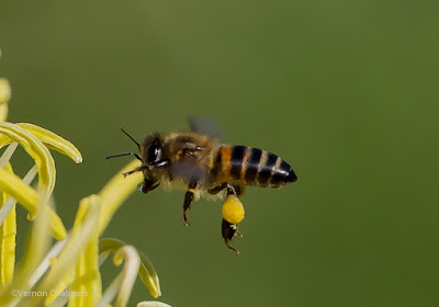 Bee in Flight Canon EOS 6D / EF 70-300mm f/4-5.6L IS USM Lens @ ISO 2000