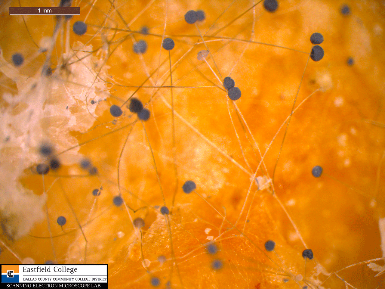 Scanning Electron Microscope Blog Fungi Images for Eastfield College Microbiology