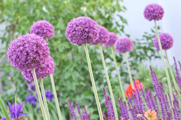 Limelight Hydrangeas In Bloom
