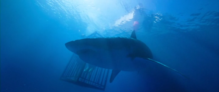Deep Blue Sea 2 2018 DVDRip XviD AC3-EVO ReleaseBB