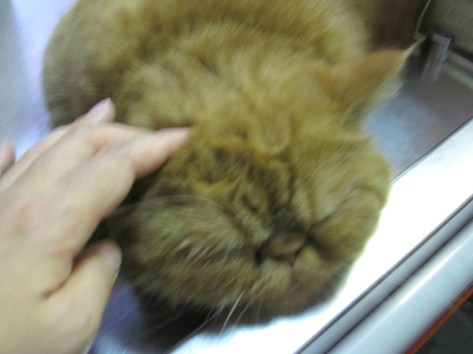 オデッサ海岸通り 5月 16