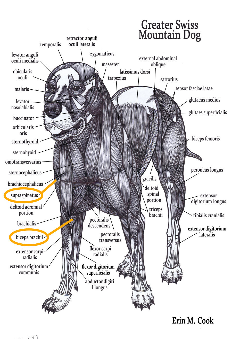 Can A Dog Pull A Chest Muscle Can A Dog Pull A Chest Muscle