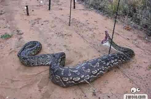 sonhar cobras
