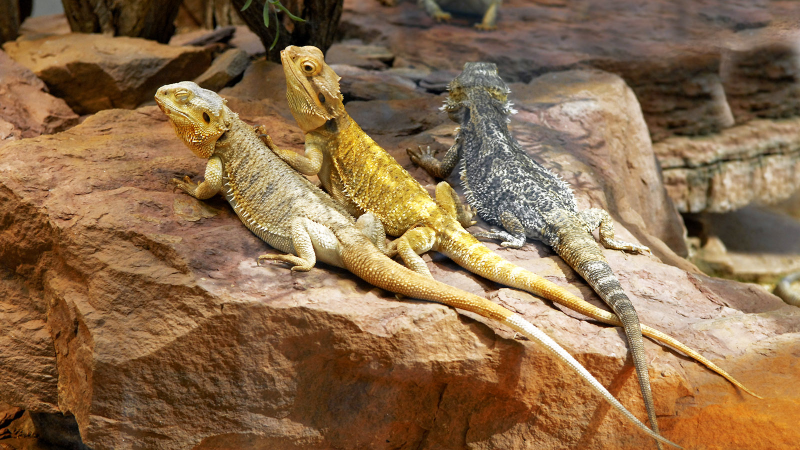 How long does a bearded dragon live? Bearded dragons facts