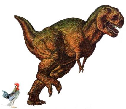 Chickens evolved from Tyrannosaurs | Jacinth Project: Jacinth Project