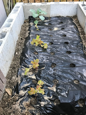 野菜作り初心者の家庭菜園日記