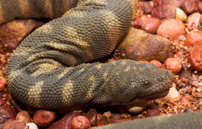 LA ANIMALOPEDIA ENHYDRINA ZWEIFELI / HYDROPHIS ZWEIFELI