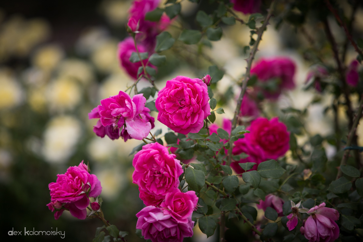 Песня розы маи. Цветение роз в мае. Розы цветущие пучком фото.