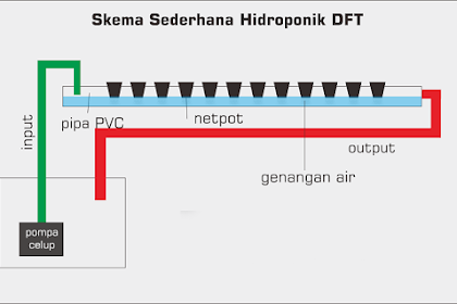 Hidroponik Sistem DFT (Deep Flow Technique)