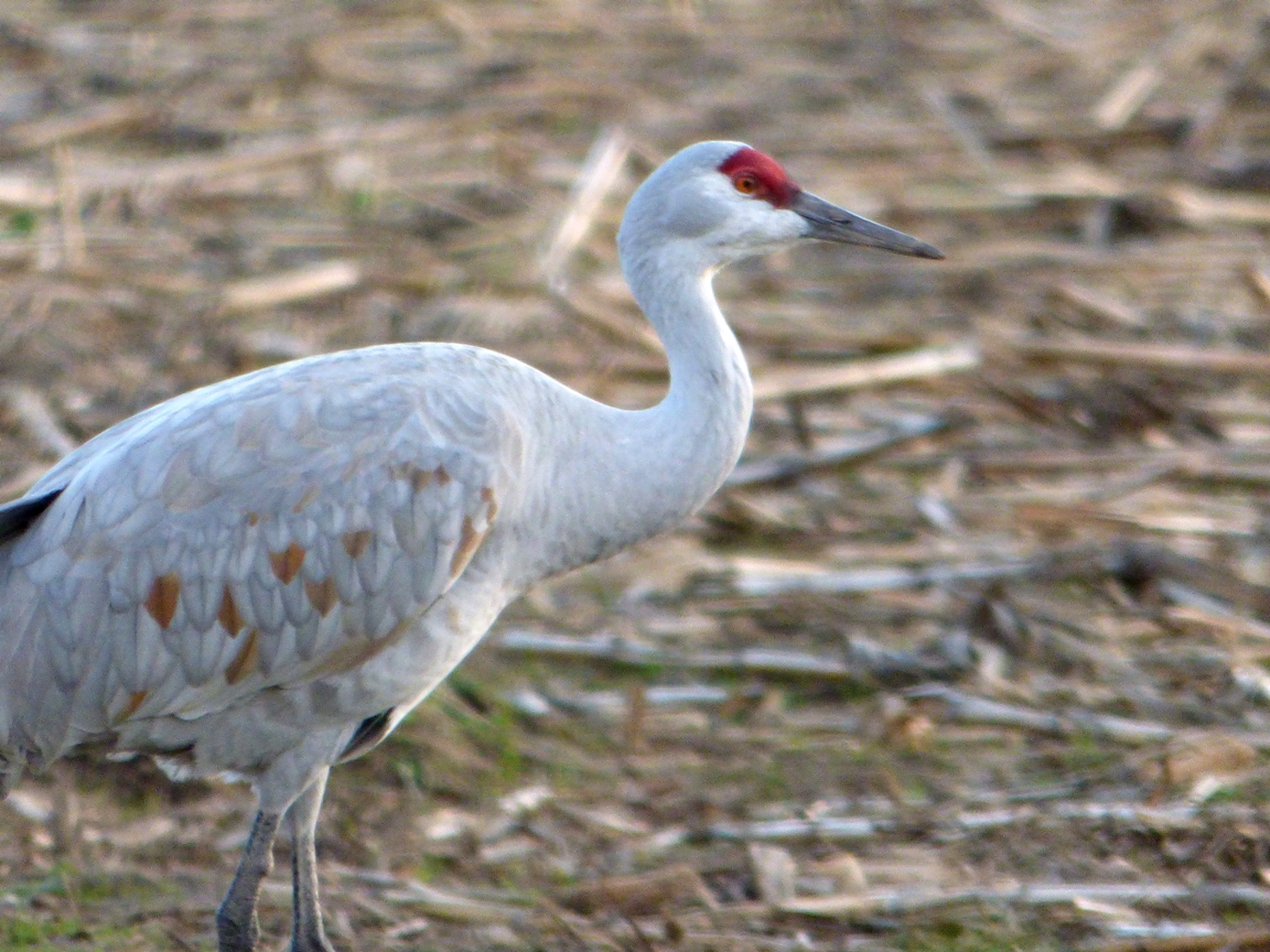 Geotripper's California Birds Sandhill Crane Heads at the San Joaquin