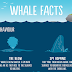 Amazing Facts About Whale That Will Blow Your Mind #infographic