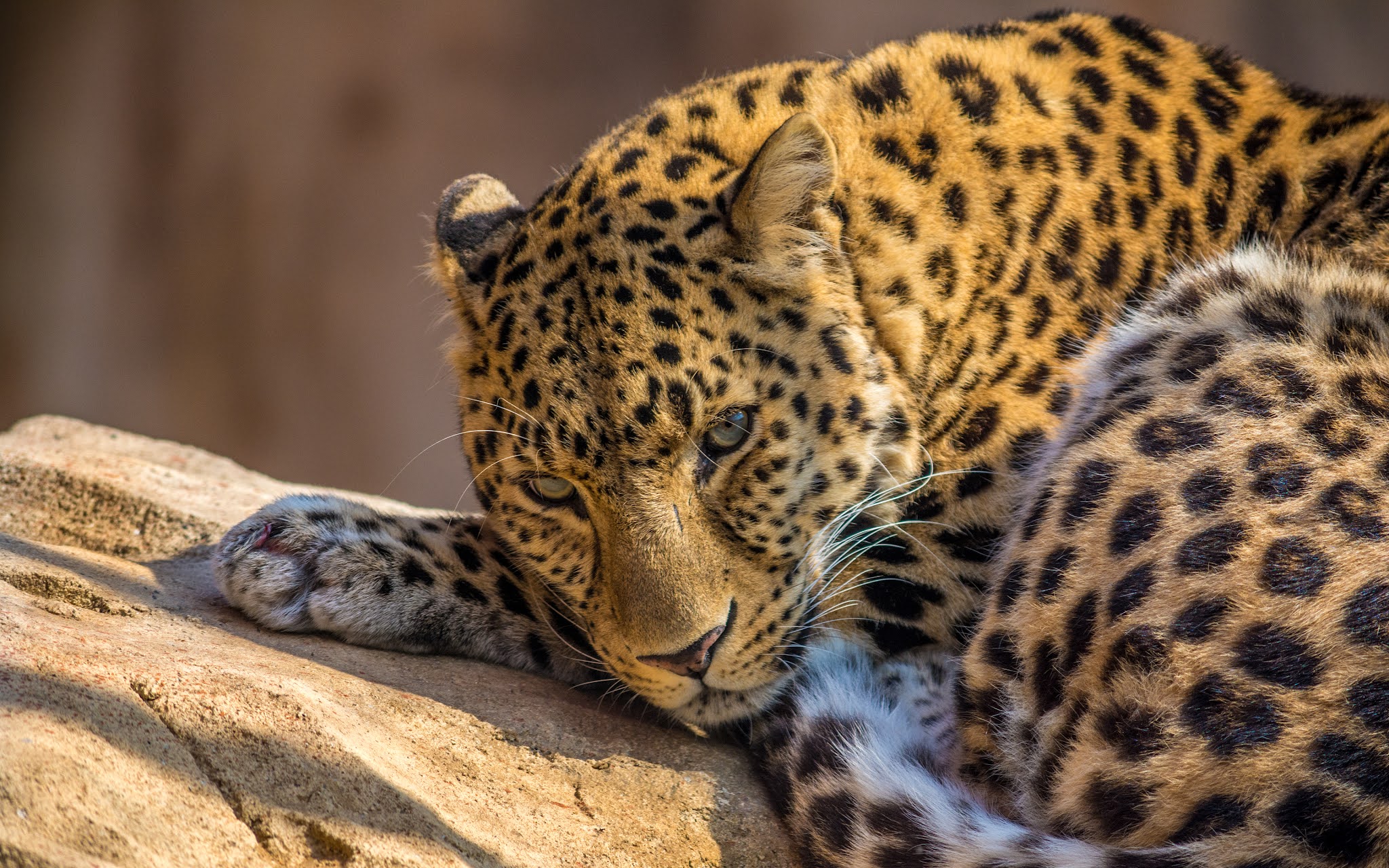 Savage Leopard Animal