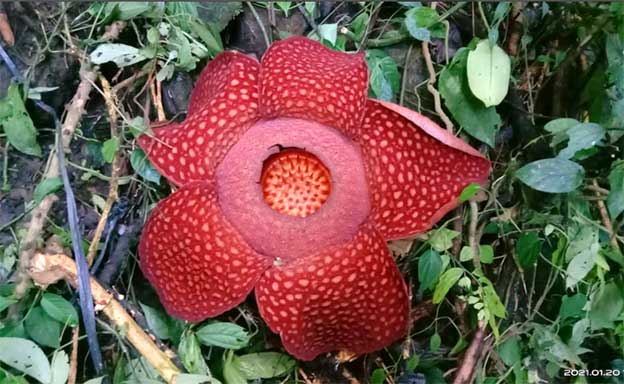 Rafflesia Tuan Mudae Mekar Sempurna di Cagar Alam Maninjau