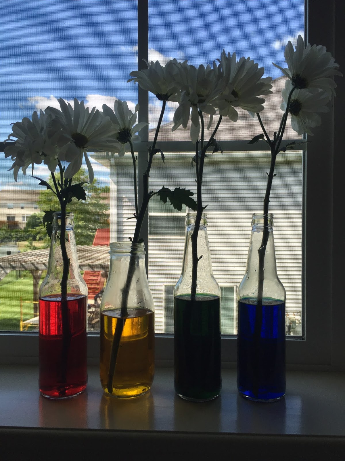 Relentlessly Fun, Deceptively Educational How Plants Absorb Water