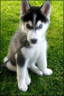 alpha husky