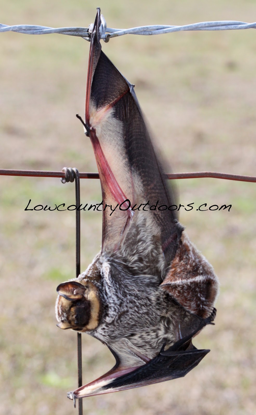 Lowcountry outdoors Bats are nature's mosquito control