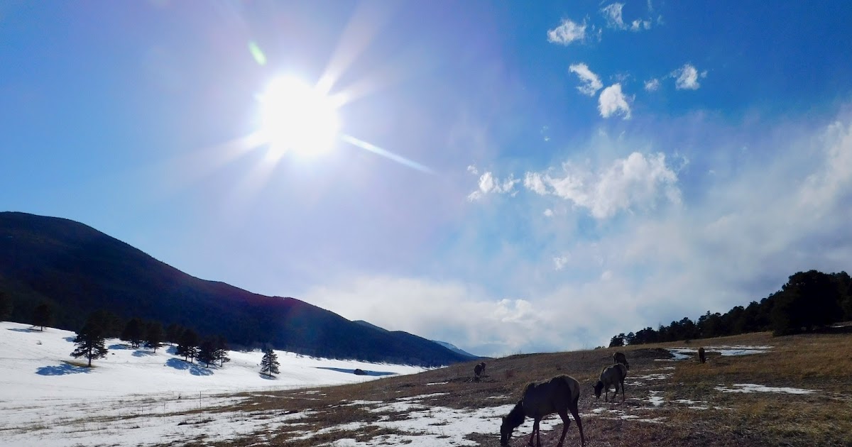Elk in the Meadow Emanating Tranquility