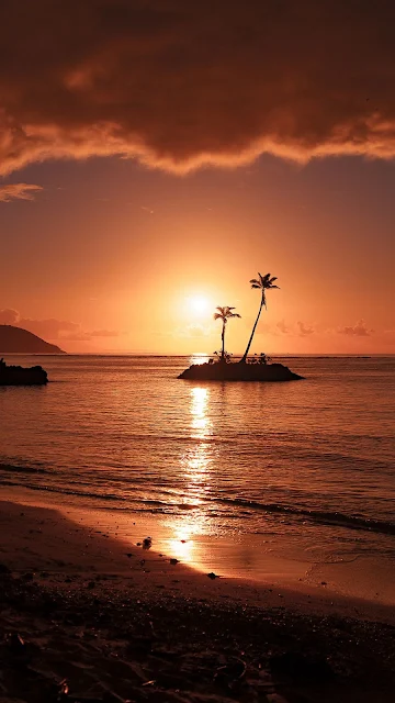 Palm Tree At Sunset Live Video Wallpaper