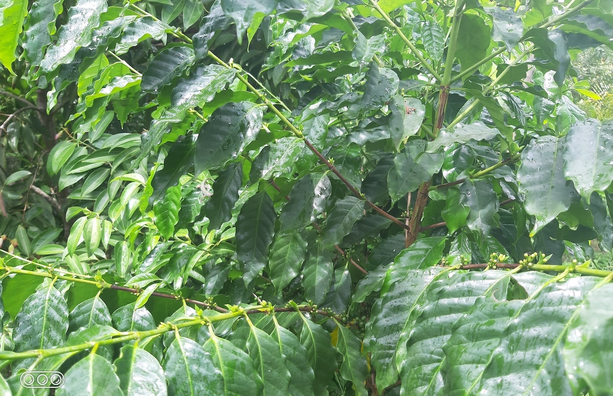 CafeVegaTT Pure Trinidad Coffee How did coffee get into Trinidad?