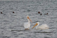 American white pelicans – Rockport Country Club, TX – Jan. 31, 2017 – by Jodi Arsenault