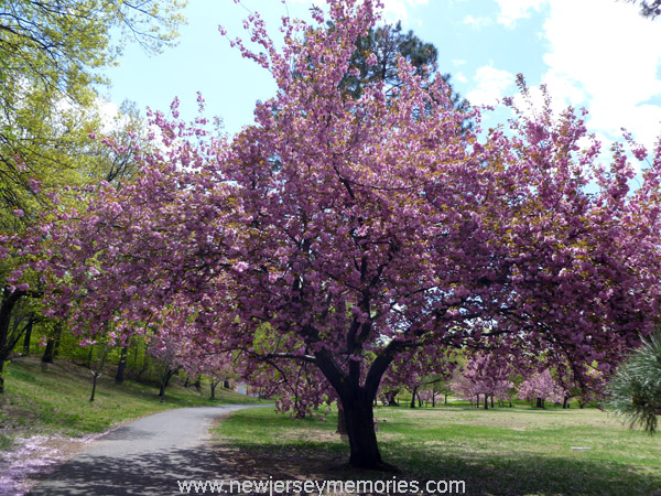 Cherry Blossoms