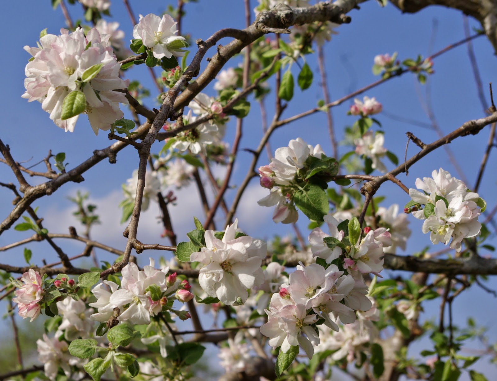 sweetbay Apple Tree Blossoms