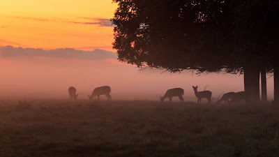 Deer, tree, fog, forest, nature dawn