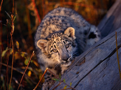 Leopard Cub Normal Desktop Backgrounds,Stills,Wallpapers