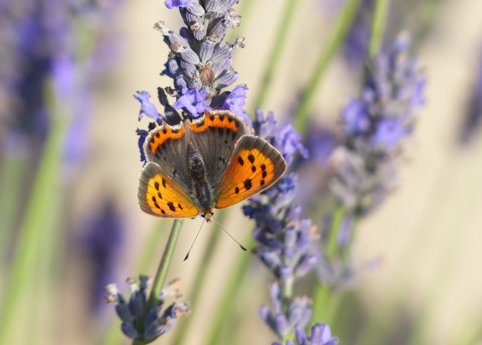 Small Copper