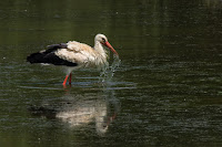 Naturfotografie Wildlifefotografie Lippeaue Weißstorch