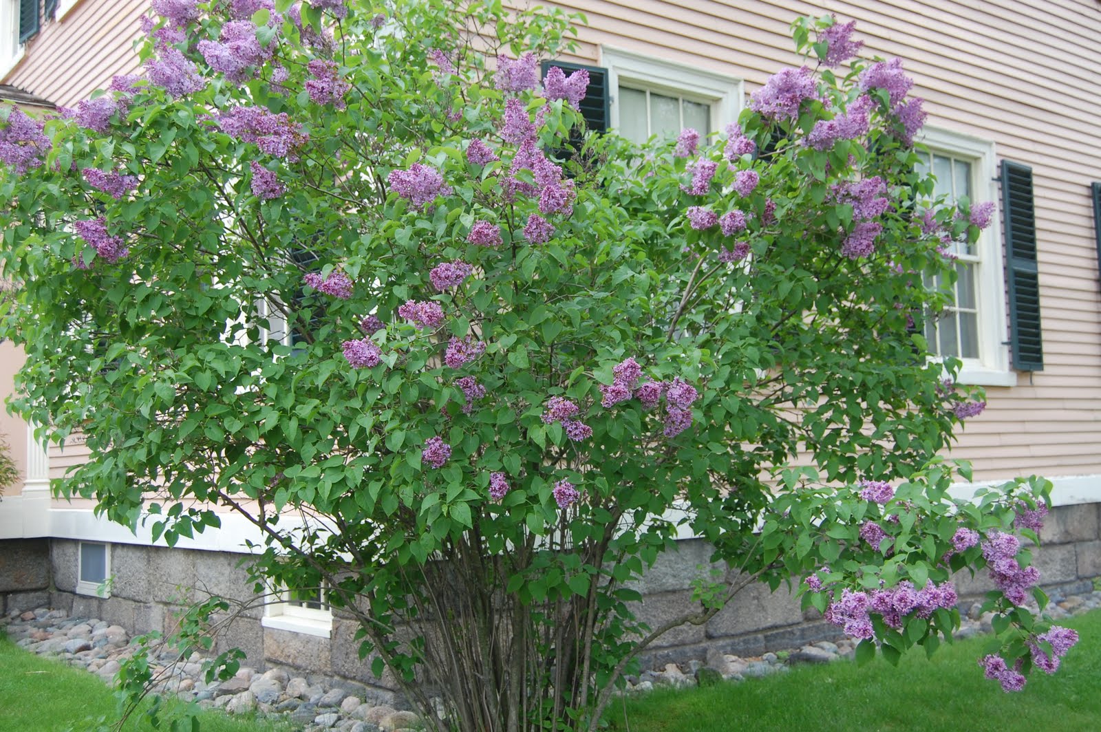Sprouts Salem, Massachusetts Flowers Around Town