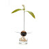 Grow an Avocado Tree