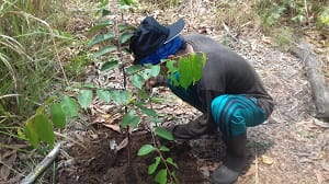 Perawatan Tanaman (Cara Teknis Pemeliharaan) Perawatan tanaman merupakan suatu bentuk tindakan rutin yang menjadi konsekuensi dari arti memelihara tanaman. Perawatan tanaman meliputi kegiatan penyiangan tanaman, pendangiran, penyulaman, penjarangan, dan pemberantasan hama dan penyakit.