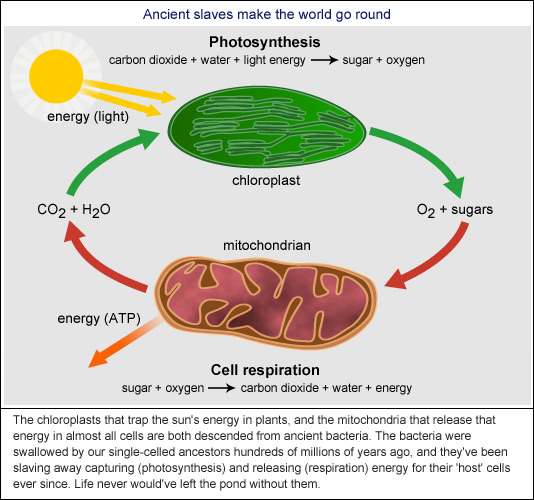 Photosynthesis Explained: The Sun'S Energy Fuels Life - rmvuigb
