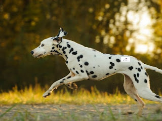 Characteristics Dalmatian dog