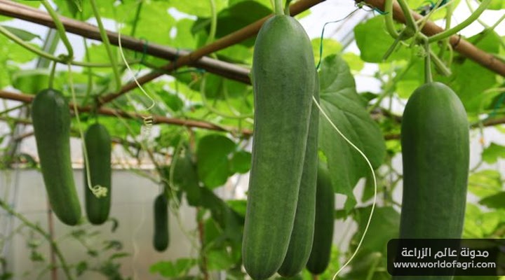 بالفيديو طريقة زراعة الخيار من البذور في المنزل وكيفية الري والتسميد والعناية بالشتلات
