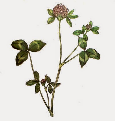 стебель красного клевер луговой. стебель растения клевер луговой. клевер красный (trifolium rubens).