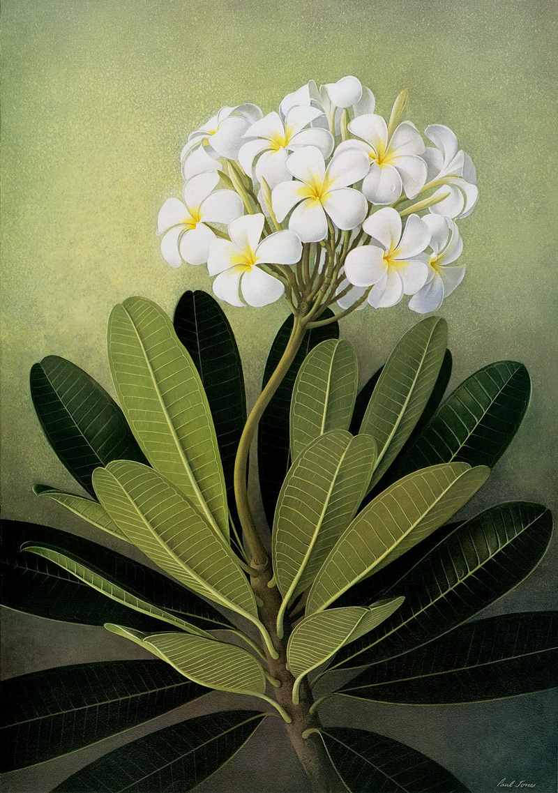 Paul Jones 1921-1997 ~ pintor australiano | Flores de Mayo 