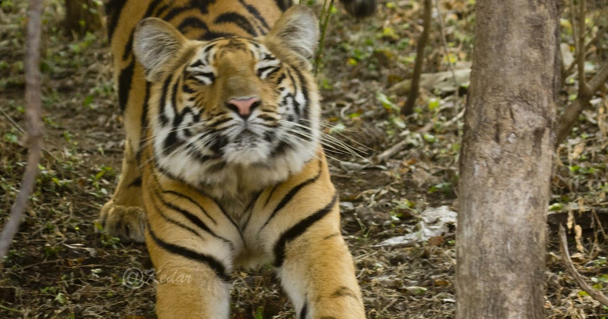 Tipeshwar Photologue