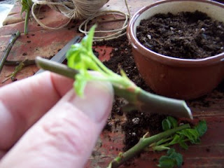How to Grow Roses from Cuttings Garden How